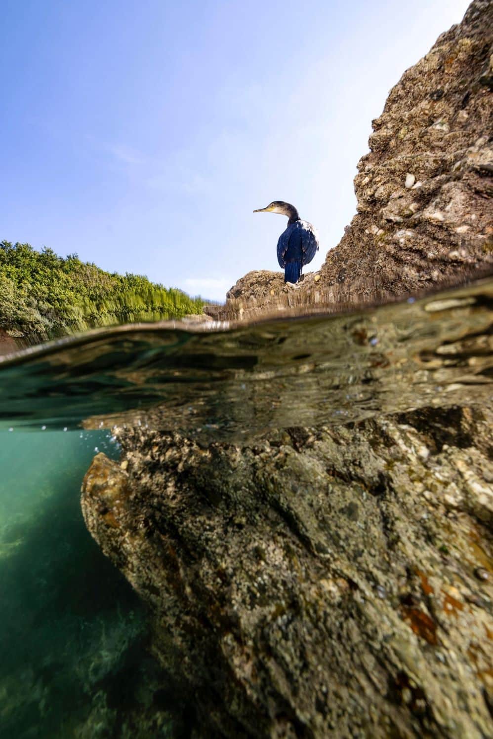 Cormorant on a rock 